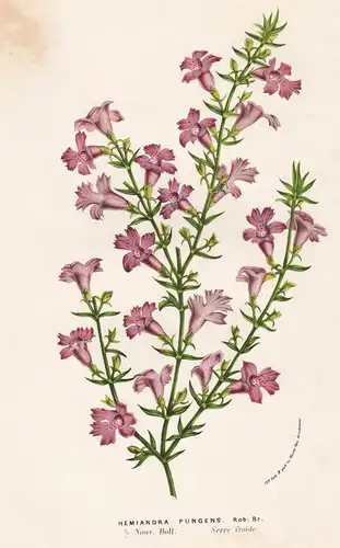 Hemiandra Pungens - Australia Australien flower flowers Blume Blumen Botanik Botanical Botany antique print