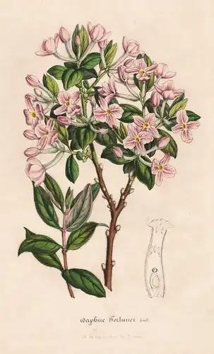 Daphne Fortunei - China flower flowers Blume Blumen Botanik Botanical Botany antique print