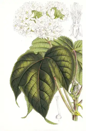 Dombeya Viburniflora - Island Comoro flower flowers Blume Blumen Botanik Botanical Botany antique print