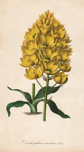 Ornithogalum Aureum - South Africa flower flowers Blume Blumen Botanik Botanical Botany antique print