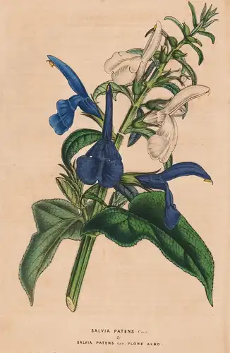Salvia Patens - Mexico Mexiko flower flowers Blume Blumen Botanik Botanical Botany antique print