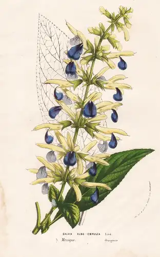 Salvia Albo Coerulea - Mexico Mexiko flower flowers Blume Blumen Botanik Botanical Botany antique print