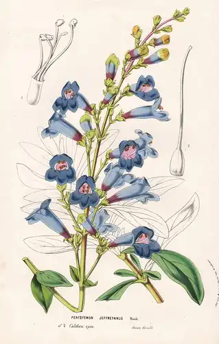 Pentstemon Jeffreyanus - California flower flowers Blume Blumen Botanik Botanical Botany antique print