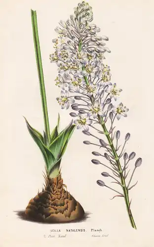 Scilla Natalensis - South Africa flower flowers Blume Blumen Botanik Botanical Botany antique print