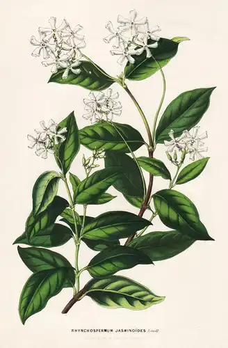Rhynchospermum Jasminoides - China flower flowers Blume Blumen Botanik Botanical Botany antique print