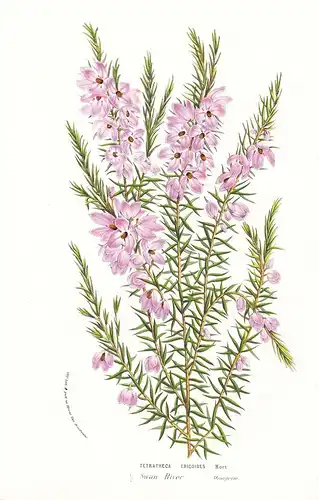 Tetratheca Ercoides - Australia Australien flower flowers Blume Blumen Botanik Botanical Botany antique print