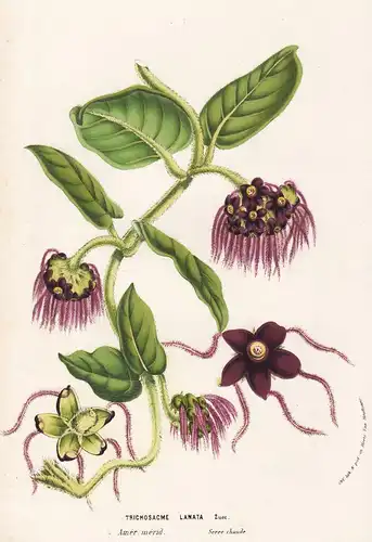 Trichosacme Lanata - America Amerika flower flowers Blume Blumen Botanik Botanical Botany antique print