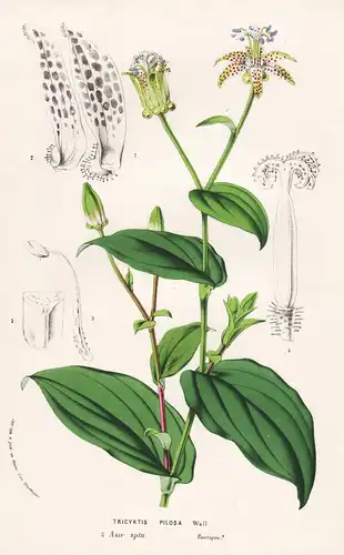 Tricyrtis Pilosa - Asia Asien flower flowers Blume Blumen Botanik Botanical Botany antique print