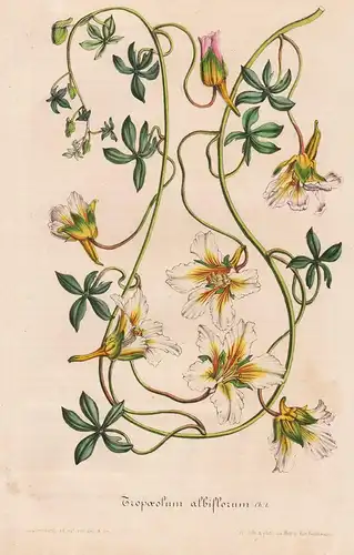 Tropaeolum Albiflorum - Peru Chile flower flowers Blume Blumen Botanik Botanical Botany antique print