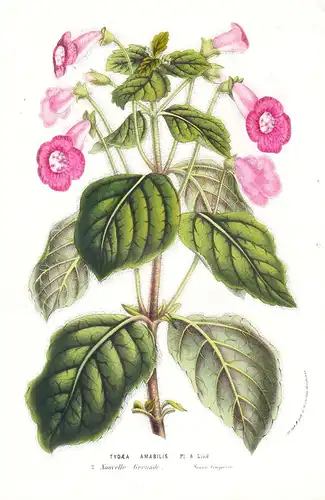 Tydaea Amabilis - New Grenada flower flowers Blume Blumen Botanik Botanical Botany antique print