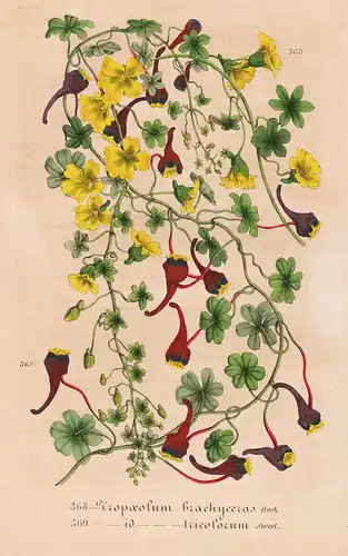 Tropaeolum Brachyceras Tricolorum - Chile flower flowers Blume Blumen Botanik Botanical Botany antique print