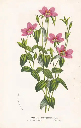 Sabbatia Campestris. - meadow pink Sabatia America Blume flowers Blumen flowers Botanik Botanical Botany antiq