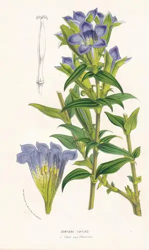 Gentiana Fortunei. - blue gentian China flowers Blumen botanical Botanik Botanical Botany