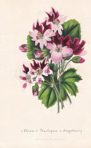 1. Clows. 2. Harlequin. 3. Singularity - geraniums storksbill Flower flowers Blumen Botanik Botanical Botany a