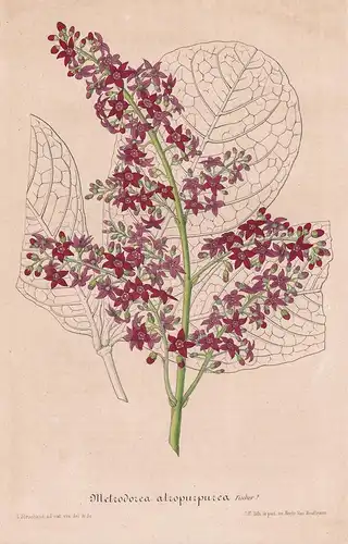 Metrodorea Atropurpurea - Amerika America Blume flower Blume botanical Botanik Botanical Botany