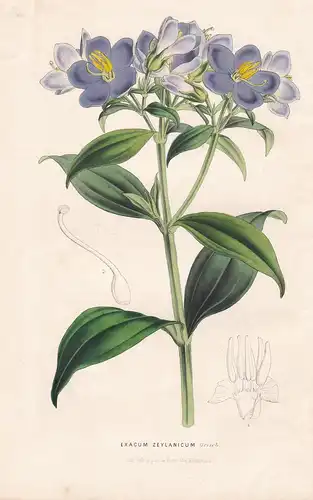 Exacum Zeylanicum - Persian violet Asia India Yemen flower flowers Blumen Botanik Botanical Botany antique pri