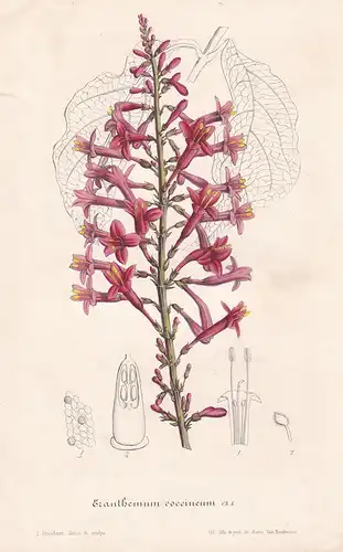 Eranthemum coccineum - Eranthemum flower flowers Blume Blumen Botanik Botanical Botany antique print