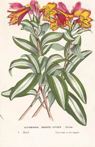 Alstroemeria Argento-Vittata. - Peruvian lily Lily of the Incas Inkalilien Brazil Brasil flower flowers Blume
