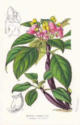 Impatiens Jerdoniae - Bengal Asia Asien flower flowers Blume Blumen botanical Botanik Botanical Botany