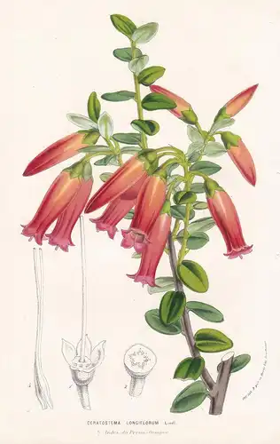 Ceratostema Longiflorum. - Ceratostema Peru flowers Blumen botanical Botanik Botanical Botany