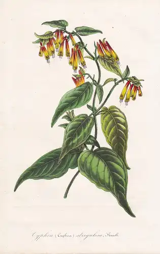 Cyphea Cuphea Strigulosa - flower Blume botanical Botanik Botanical Botany