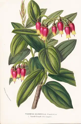 Psammisia Sclerophylla - New Grenada Colombia Panama flower Blume botanical Botanik Botanical Botany