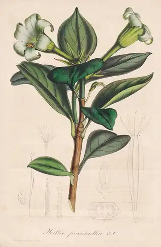 Hillia Prasiantha - Sri Lanka flower Blume botanical Botanik Botanical Botany