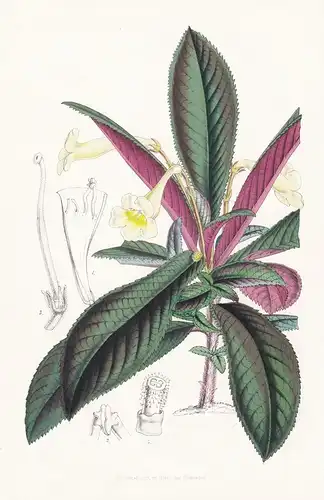 Didymocarpus Crinitus - Asia Asien flower flowers Blume Blumen botanical Botanik Botanical Botany