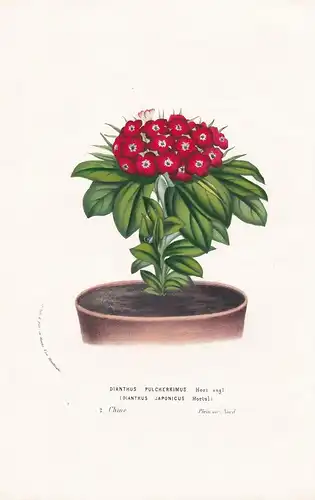 Dianthus Pulcherrimus - China flower flowers Blume Blumen botanical Botanik Botanical Botany