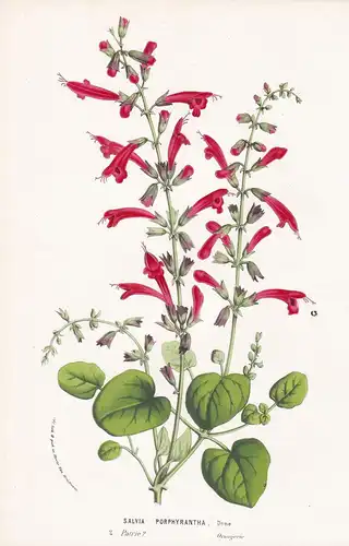 Salvia Porphyrantha - flower Blume botanical Botanik Botanical Botany