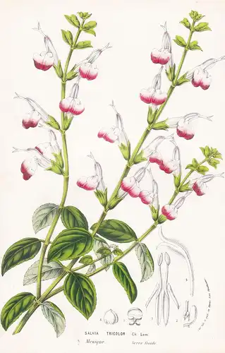 Salvia Tricolor - Mexico Mexique flower Blume botanical Botanik Botanical Botany
