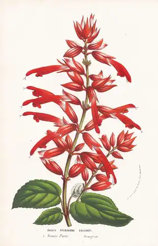 Salvia Splendens Soucheti - Azteken Salbei flower Blume botanical Botanik Botanical Botany