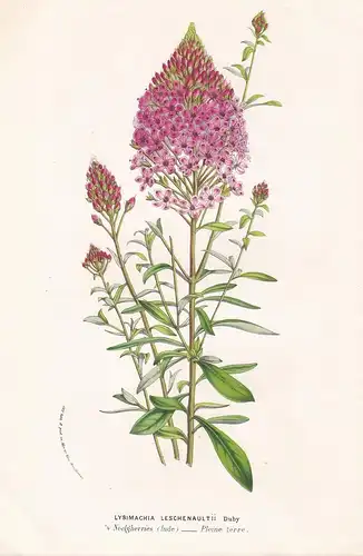 Lysimachia Leschenaultii - India Blumen flower Blume botanical Botanik Botanical Botany