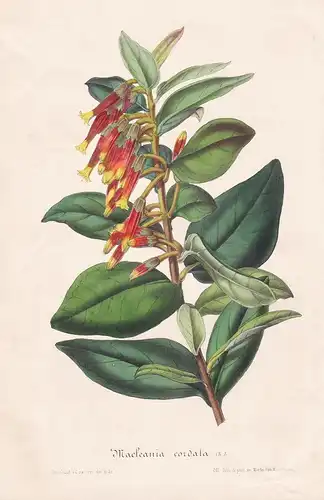 Macleania Cordata - flower Blume botanical Botanik Botanical Botany