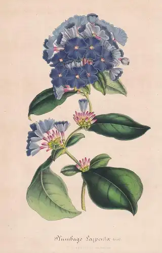 Plumbago Larpentae - hardy blue-flowered leadwort Chinesischer Bleiwurz Blume flower Blume botanical Botanik B