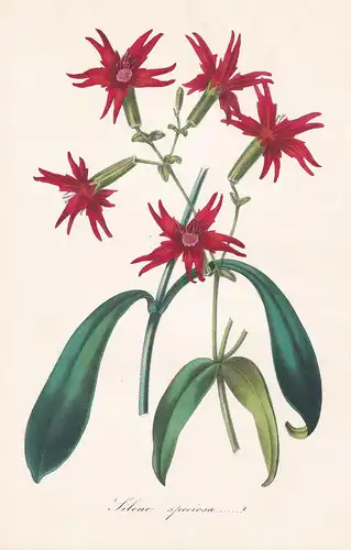 Silene Speciosa - flower flowers Blume Blumen botanical Botanik Botanical Botany