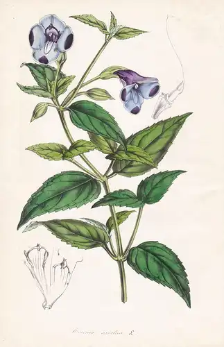 Torenia Asiatica - Asia Asien flower Blume botanical Botanik Botanical Botany