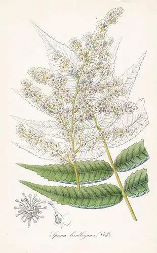 Spiraea Lindleyana - Sommerspiere Himalaya flower Blume botanical Botanik Botanical Botany
