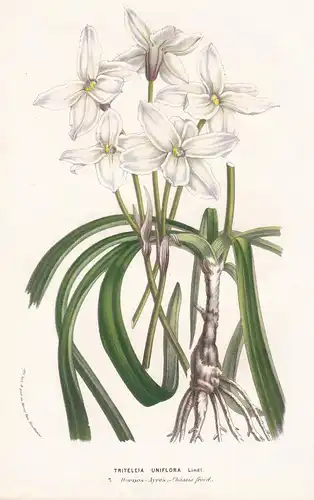 Triteleia Uniflora - triplet lilies Argentina flower flowers Blume Blumen Botanik Botanical Botany antique pri