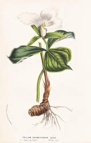 Trillium Grandiflorum - America flower flowers Blume Blumen botanical Botanik Botanical Botany