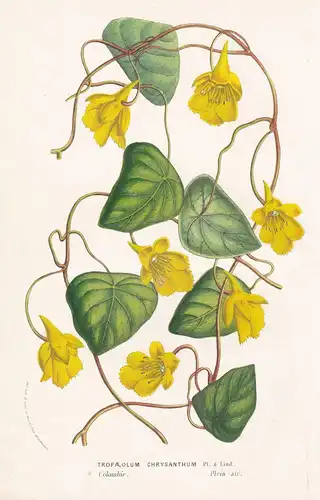 Tropaeolum Chrysanthum - Colombia flower Blume botanical Botanik Botanical Botany
