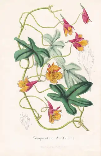 Tropaeolum Smithii - Colombia flower Blume botanical Botanik Botanical Botany