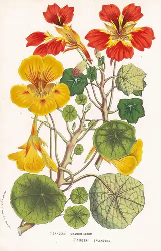 Zanderii Grandiflorum, Zipserii Splendens - Sur Les Capucines Kapuzinerkresse flower Blume botanical Botanik B