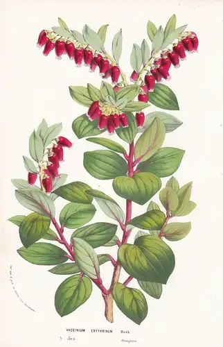 Vaccinium Erythrinum - Java flower Blume botanical Botanik Botanical Botany