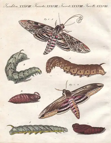 Schöne teutsche Schmetterlinge - 1) Der Windenschwärmer - 2) Der Ligusterschwärmer / Insekten XXXVIII - Winden
