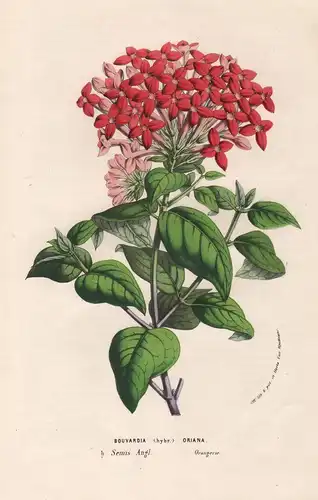 Bouvardia Oriana - England Blume flower Blume botanical Botanik Botanical Botany