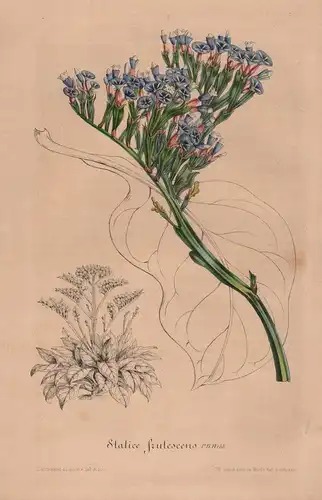 Statice Frutescens - Blume flower Blume botanical Botanik Botanical Botany