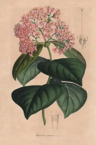 Rogiera Amoena - Blume flower botanical Botanik Botanical Botany