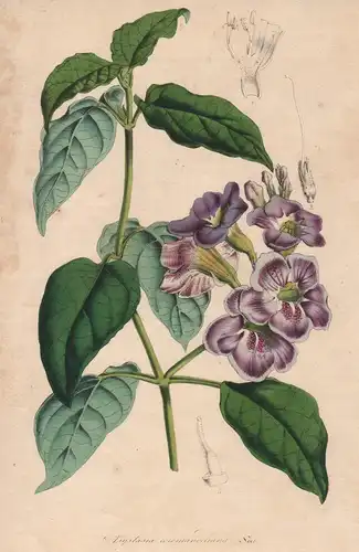 Asystasia Coromandeliana - India Indien Blume flower Blume botanical Botanik Botanical Botany