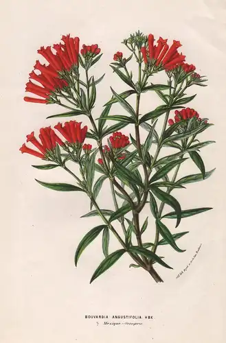 Bouvardia Angustifolia - Mexico Blume flower Blume botanical Botanik Botanical Botany